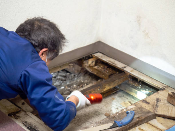 Best Mold Remediation for Specific Building Types in Montgomery, IL