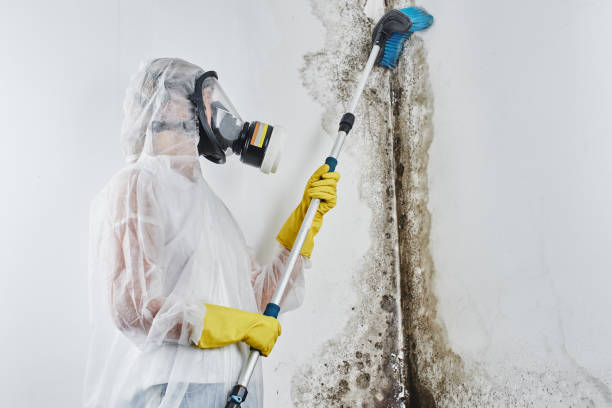 Best Insurance-Related Mold Remediation in Montgomery, IL