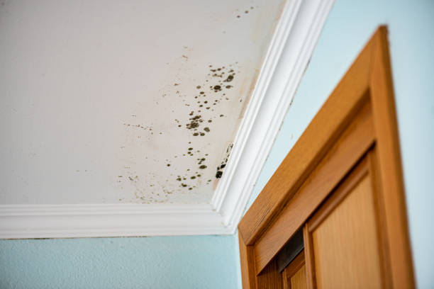 Best Health and Safety Mold Remediation in Montgomery, IL
