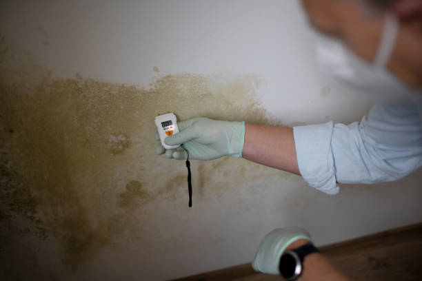 Montgomery, IL Mold Remediation Company