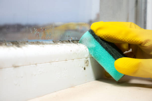 Best Post-Flood Mold Remediation in Montgomery, IL