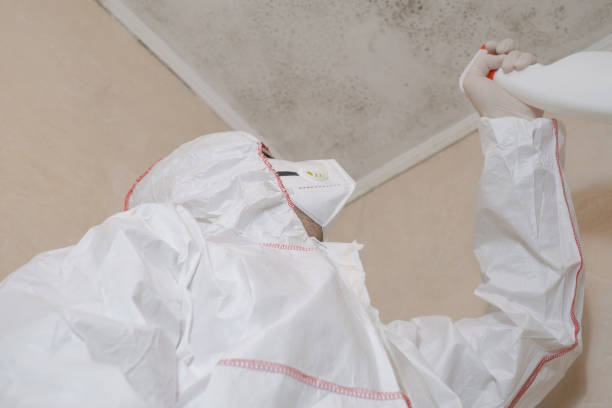 Best Residential Mold Remediation in Montgomery, IL