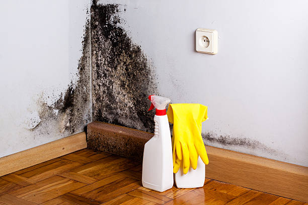 Best Localized Mold Remediation (e.g., coastal areas, humid climates) in Montgomery, IL