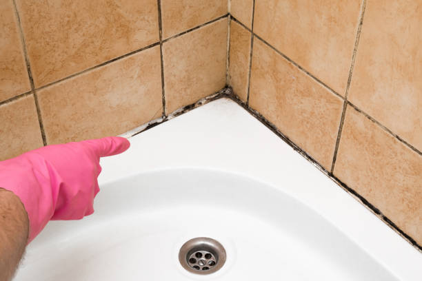 Best Emergency Mold Remediation in Montgomery, IL